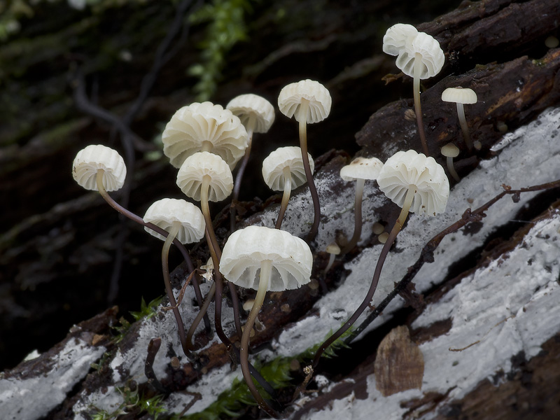 Marasmius rotula